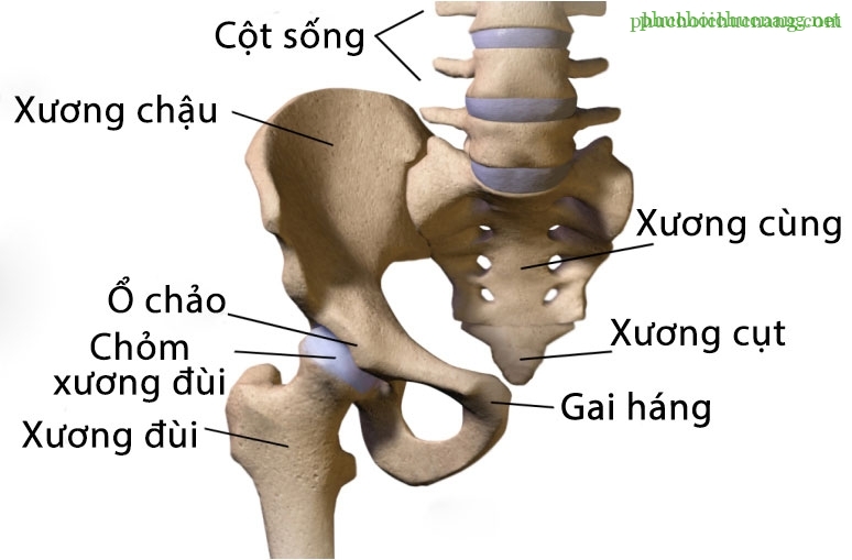 cau-tao-xuong-chau