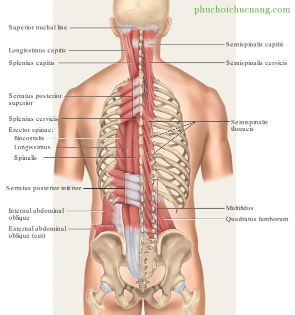 Musculus semispinalis
