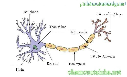 cau-truc-cua-mot-neuron-dien-hinh-tieng-viet