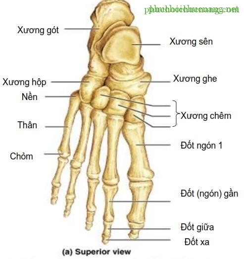 Bạn đang tìm kiếm cách phục hồi chức năng cổ chân và bàn chân? Hãy xem hình ảnh về giải phẫu chức năng cổ chân và bàn chân. Bạn sẽ được tìm hiểu tất cả những thông tin quan trọng về cấu trúc của cổ chân và bàn chân, cũng như các phương pháp phục hồi chức năng hiệu quả. Hãy theo dõi để có thêm kiến thức và sức khỏe tốt hơn!