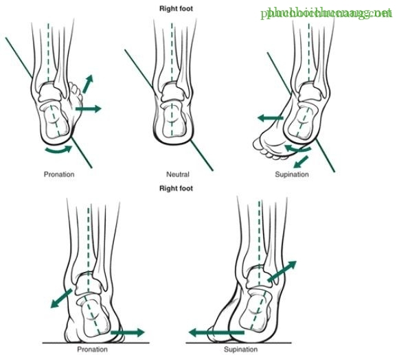 The Ankle and Foot_page13_image11