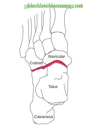 The Ankle and Foot_page13_image13