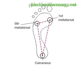 The Ankle and Foot_page13_image16