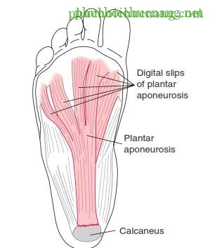 The Ankle and Foot_page13_image17