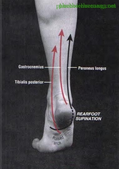The Ankle and Foot_page13_image18