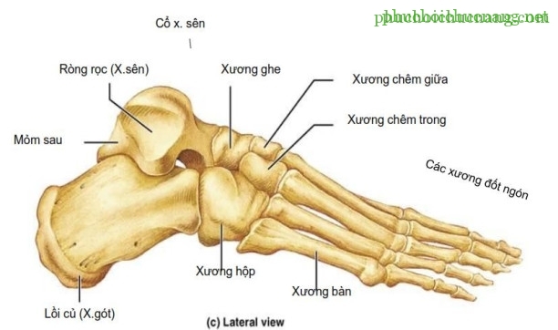 The Ankle and Foot_page13_image3