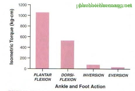 The Ankle and Foot_page13_image19