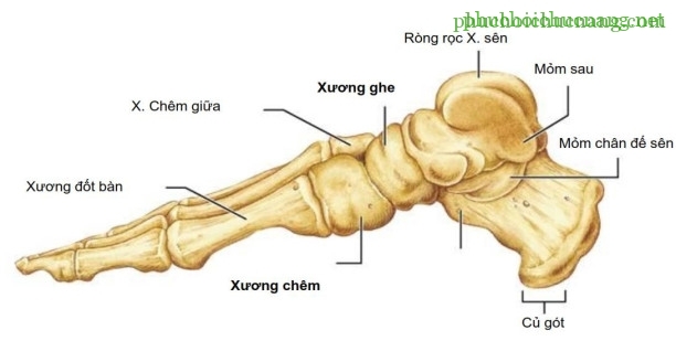 The Ankle and Foot_page13_image4