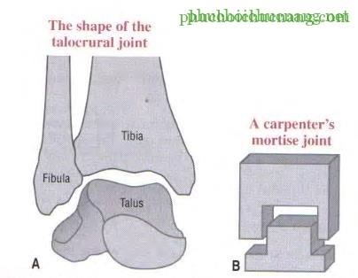 The Ankle and Foot_page13_image7