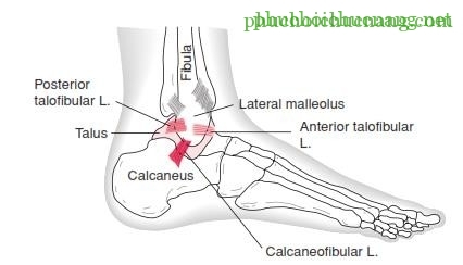 The Ankle and Foot_page13_image5
