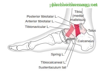 The Ankle and Foot_page13_image6