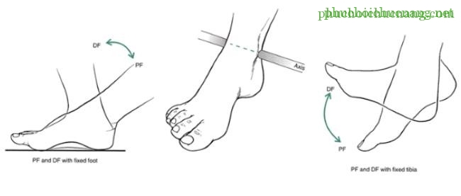 The Ankle and Foot_page13_image9