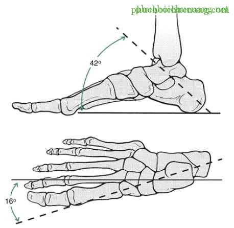 The Ankle and Foot_page13_image10