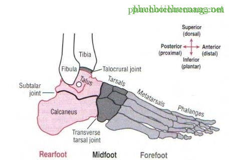 The Ankle and Foot_page13_image1
