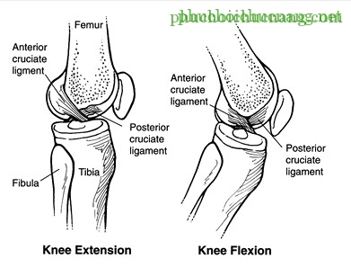 Khớp gối_page10_image4