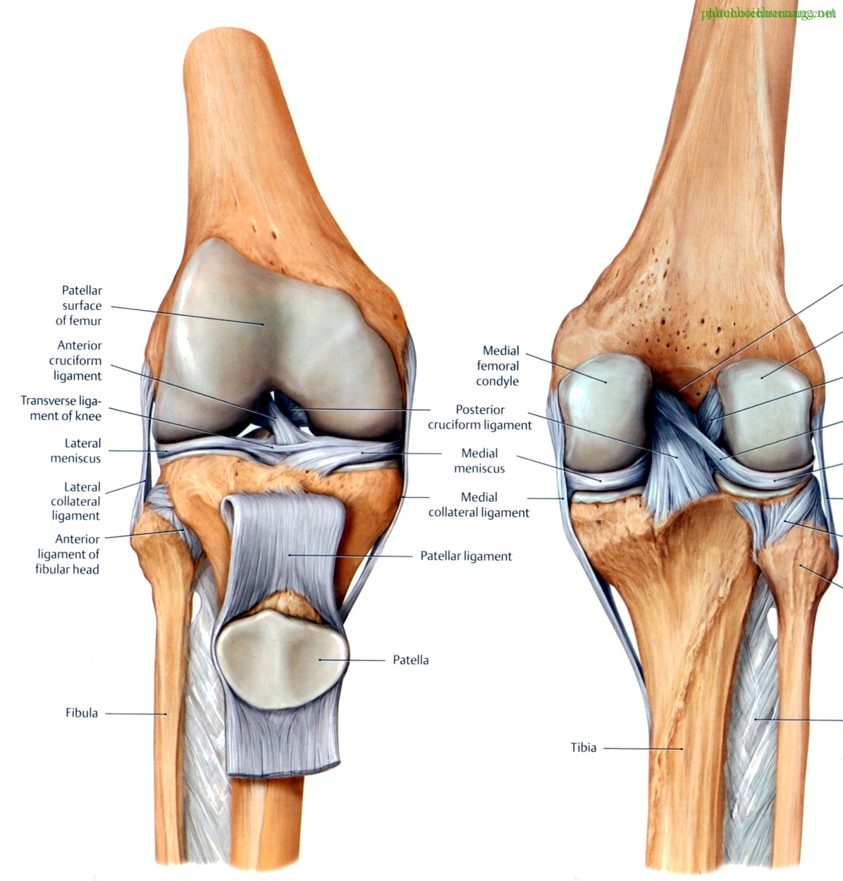 diagram of knee parts