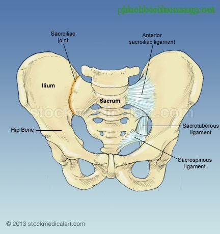sacroiliac joint picture