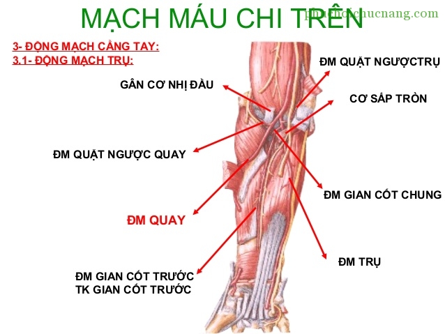 Mô hình giải phẫu cơ xương chi trên gồm 6 phần