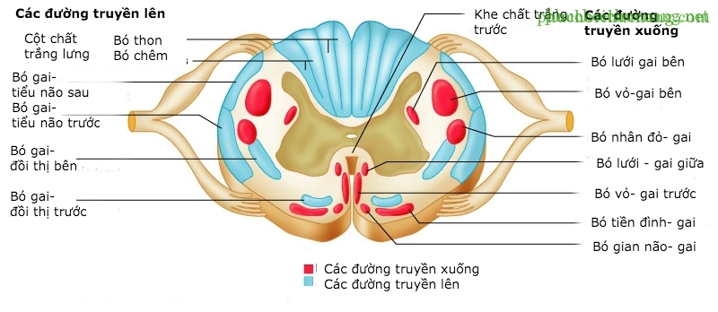 tuy 1