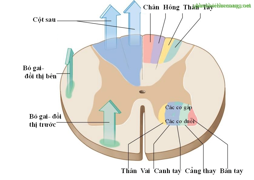 Thần kinh tủy sống Wikipedia tiếng Việt #38 Thần kinh tủy sống Wikipedia tiếng Việt