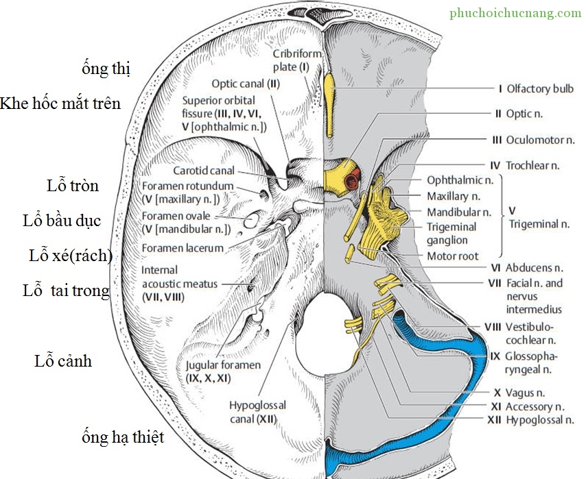 Черепные нервы череп. 12 Пар черепных нервов отверстия. Выход черепных нервов из черепа схема. Выход черепных нервов из черепа. Выход ЧМН на основании черепа.