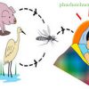 Phục hồi chức năng cho trẻ bị di chướng viêm não